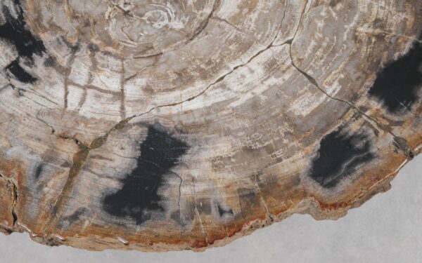 Coffee table petrified wood 55242