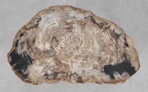 Coffee table petrified wood 55243