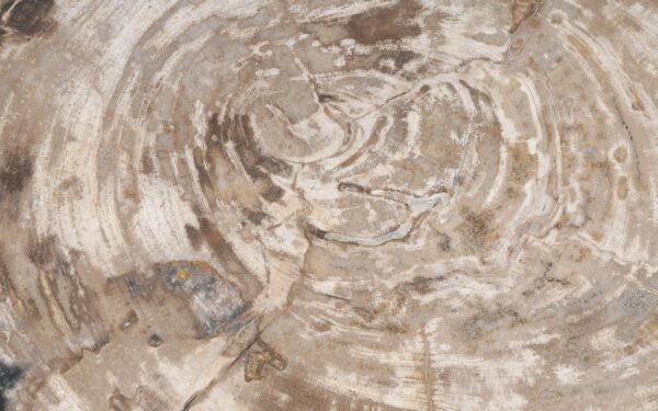 Coffee table petrified wood 55243