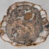 Coffee table petrified wood 55244
