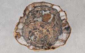 Coffee table petrified wood 55244