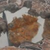 Coffee table petrified wood 55244