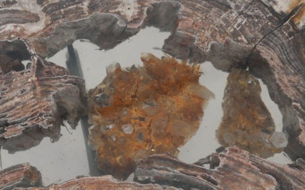 Coffee table petrified wood 55244