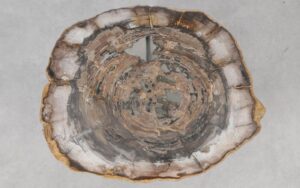 Coffee table petrified wood 55245