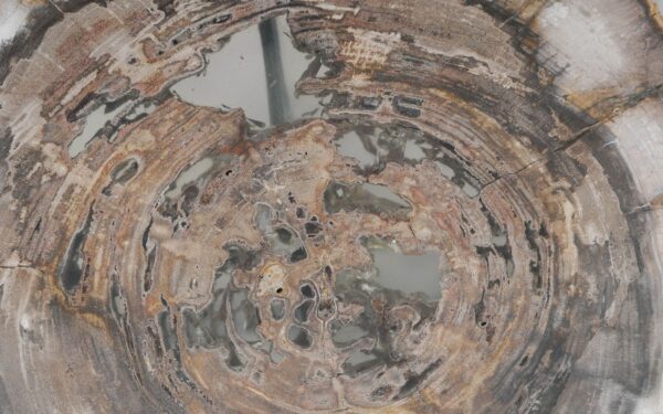 Coffee table petrified wood 55245