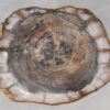 Coffee table petrified wood 55246
