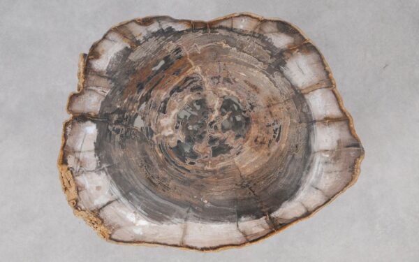 Coffee table petrified wood 55246