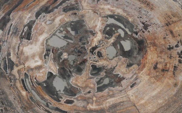 Coffee table petrified wood 55246