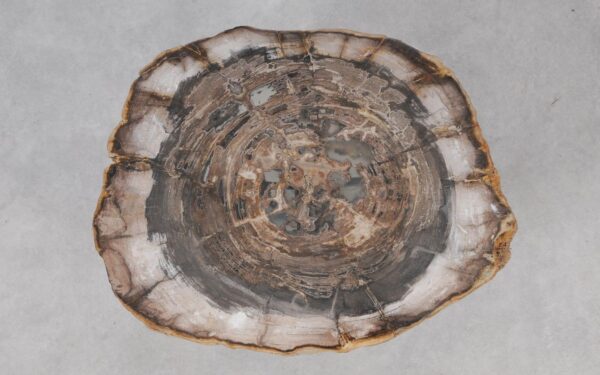 Coffee table petrified wood 55249