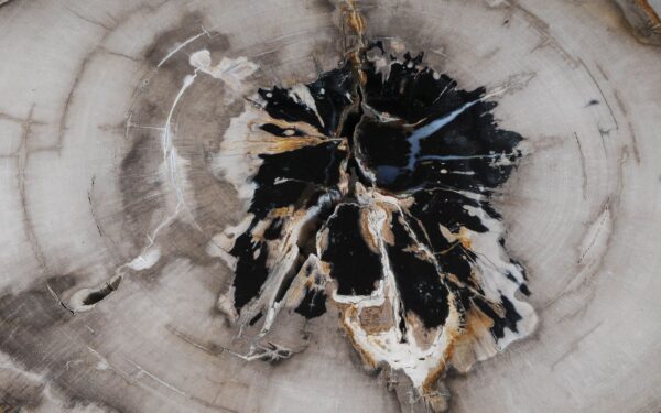 Coffee table petrified wood 55251