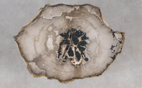 Coffee table petrified wood 55253