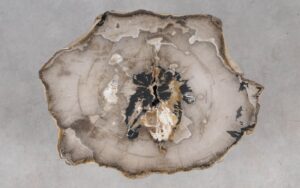 Coffee table petrified wood 55255