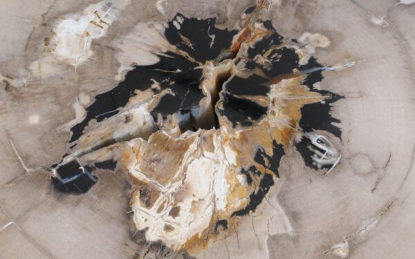 Coffee table petrified wood 55255