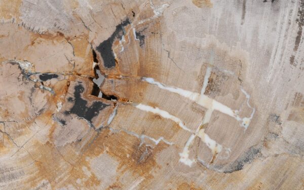 Coffee table petrified wood 55257