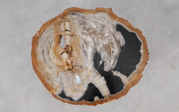 Coffee table petrified wood 55261