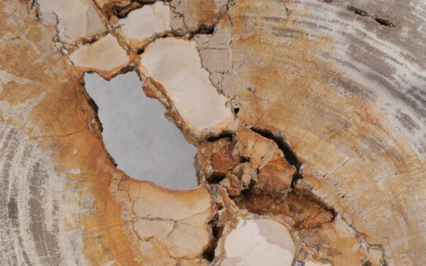 Coffee table petrified wood 55261