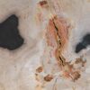 Coffee table petrified wood 55262