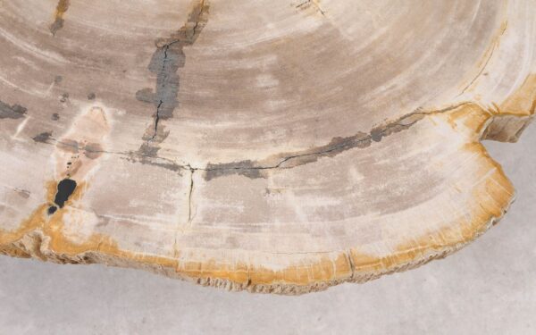 Coffee table petrified wood 55263