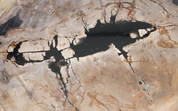 Coffee table petrified wood 55264