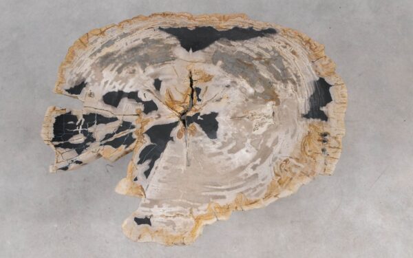 Coffee table petrified wood 55289