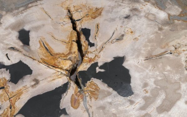 Coffee table petrified wood 55289