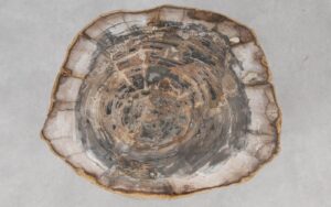 Coffee table petrified wood 55290