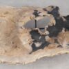 Coffee table petrified wood 55293