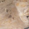 Coffee table petrified wood 55293