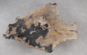 Coffee table petrified wood 55294