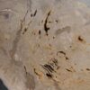 Coffee table petrified wood 55294