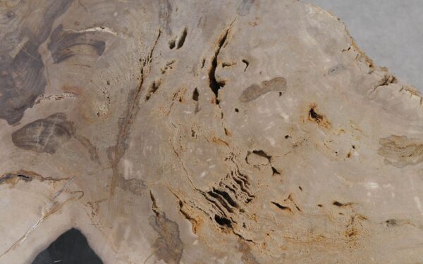 Coffee table petrified wood 55294