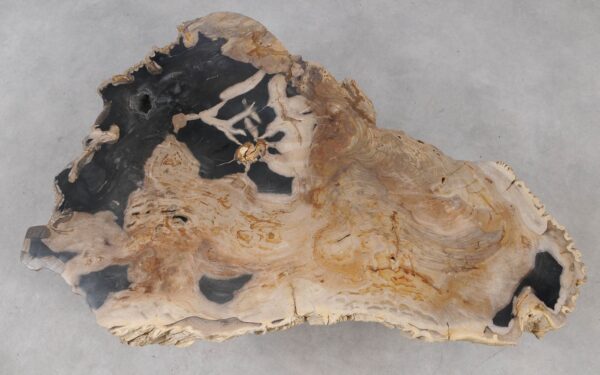 Coffee table petrified wood 55295