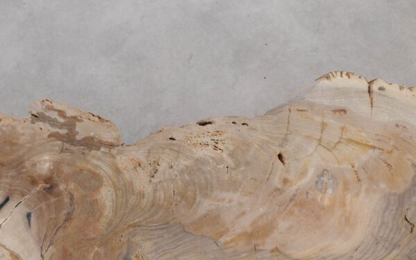 Coffee table petrified wood 55295