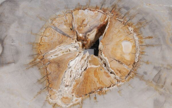 Coffee table petrified wood 55297