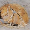 Coffee table petrified wood 55298