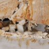 Coffee table petrified wood 55298