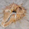 Coffee table petrified wood 55299