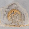 Coffee table petrified wood 55300