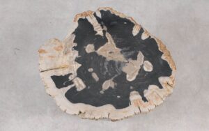 Coffee table petrified wood 55301