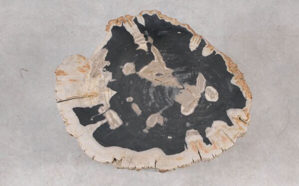 Coffee table petrified wood 55301