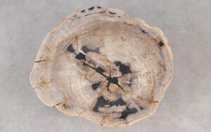 Coffee table petrified wood 55302