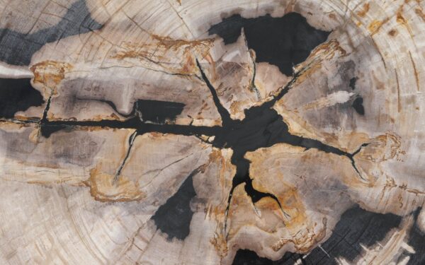 Coffee table petrified wood 55302