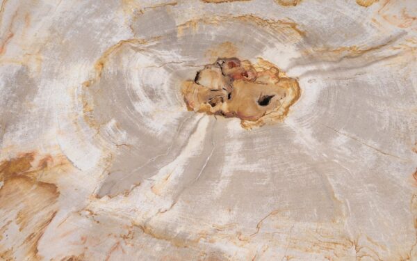 Coffee table petrified wood 55303