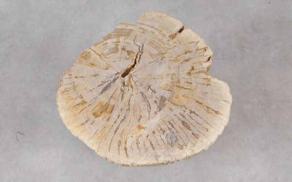 Coffee table petrified wood 55305