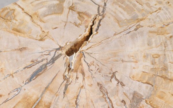 Coffee table petrified wood 55305