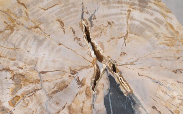 Coffee table petrified wood 55307