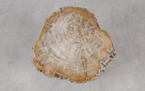 Coffee table petrified wood 55308