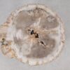 Couchtisch versteinertes Holz 55161