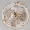 Couchtisch versteinertes Holz 55165