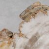 Couchtisch versteinertes Holz 55167